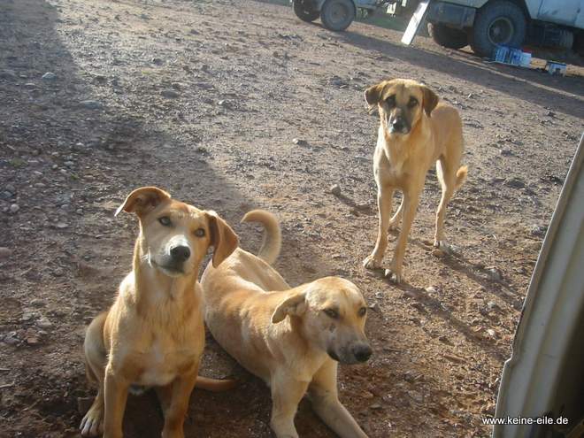 Roadtrip Marokko: Hunde