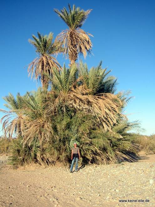 Roadtripp Marokko: Palme in der Wüste