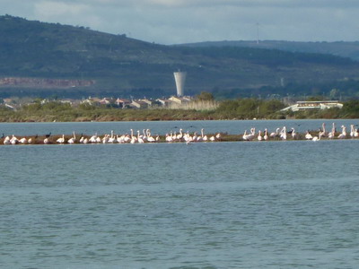 Roadtrip Frankreich: Flamingos