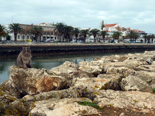 Katze und Aussicht auf Lagos, Algarve, Portugal