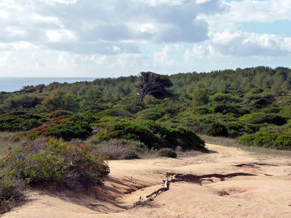 Portugal, Algarve, Praia da Marinha: Ein grüner Wald