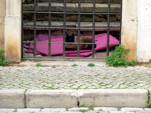 Die Katze auf der rosa Denke, Loulé, Algarve, Portugal