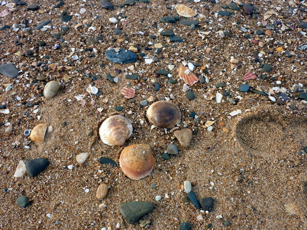 große Muscheln am Strand bei Quarteira