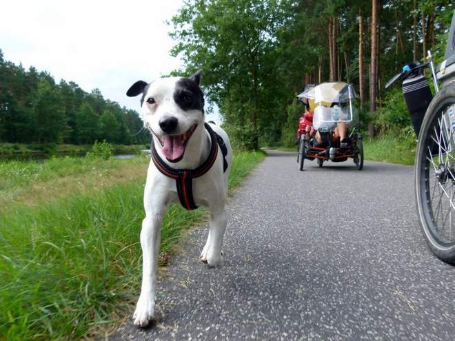 Reisen mit Hund und Fahrrad Rambo in Europa