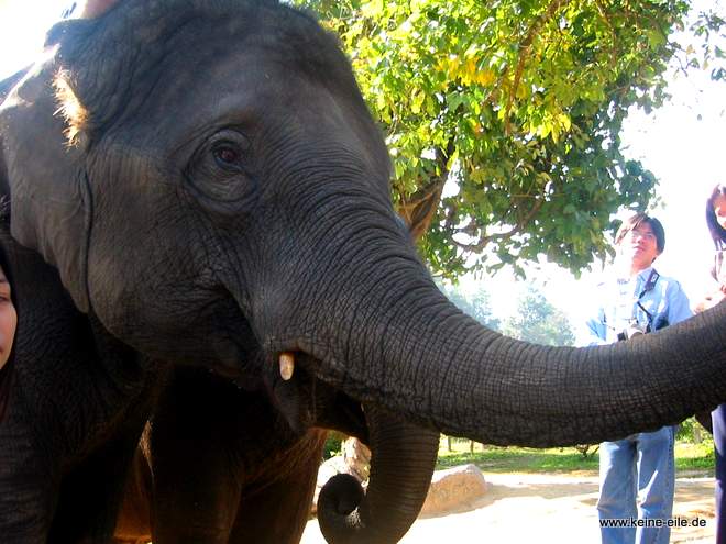 Im Elephant Conversation Center, Lampang, Thailand
