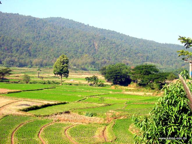 Reisfelder in Thailand