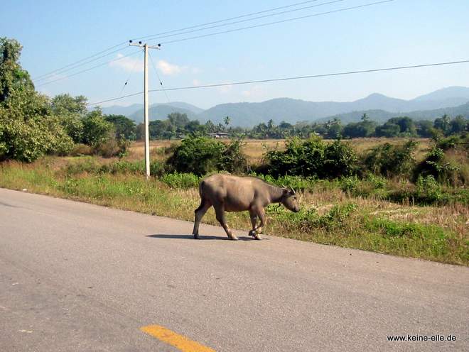 Radrundreise Thailand: Ein Wasserbüffel kreuzt