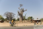 Motorradtour Afrika: Baobab in Malawi
