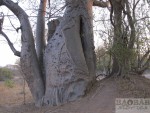 Baobab in Malawi
