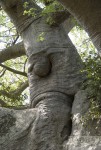 Baobab Bar Suedafrika