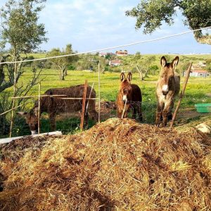 Esel bürsten, meditieren und ein Kompostklo – Hippieleben in Portugal