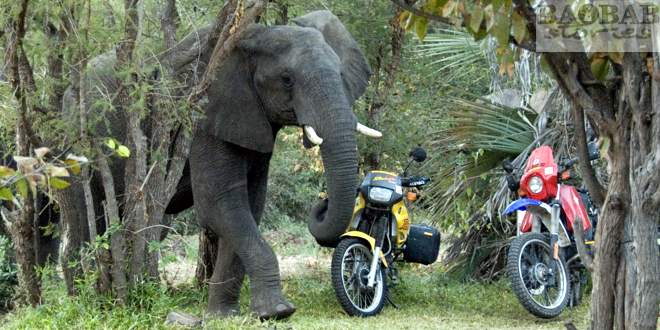 Auf zu den Baobabs – eine gewagte Motorradtour durch das südliche Afrika