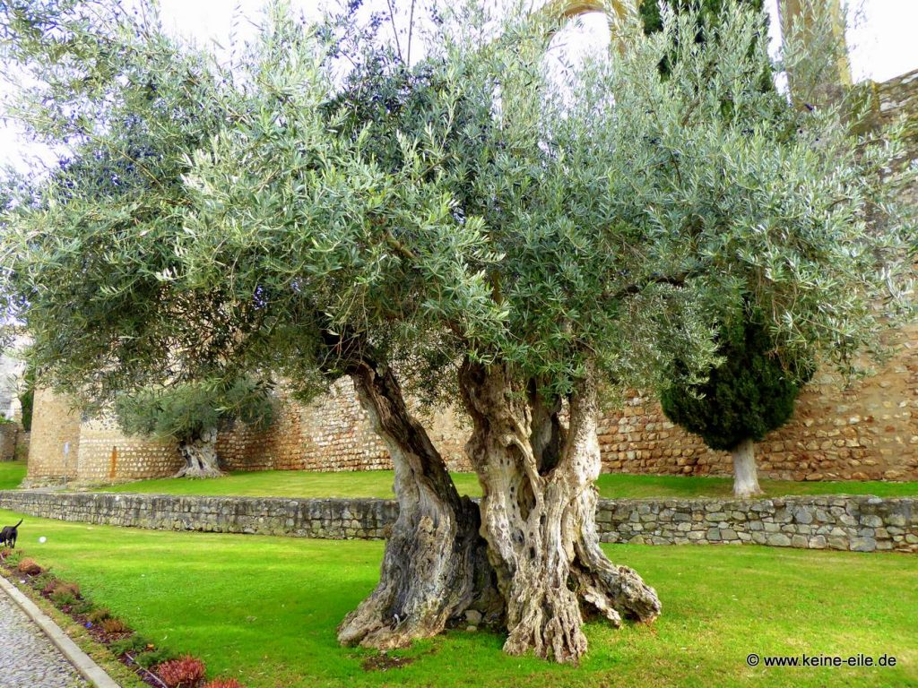 Überwintern in Portugal: Serpa