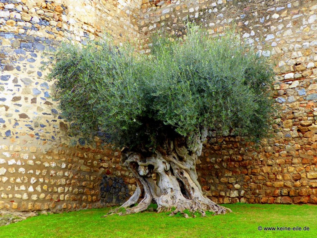 Überwintern in Portugal: Serpa
