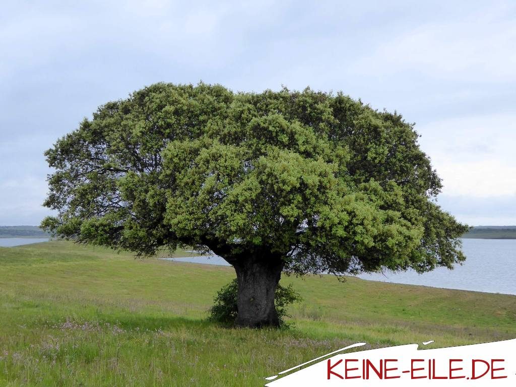 Steineiche am Lieblingsstausee