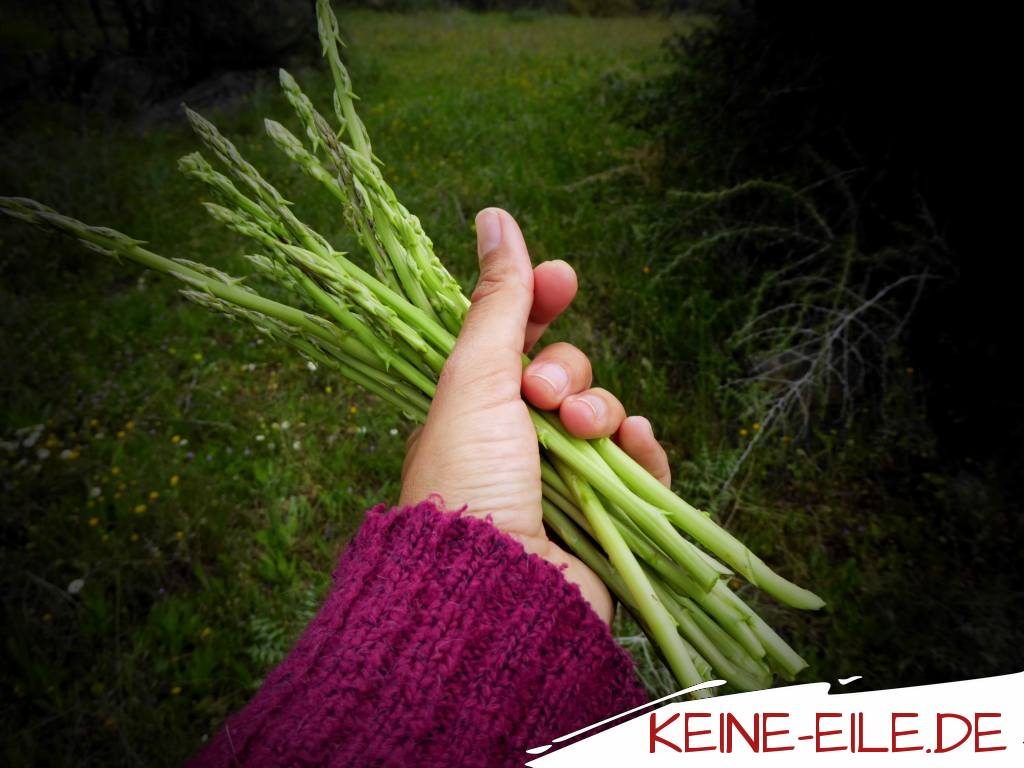 Wilder Spargel