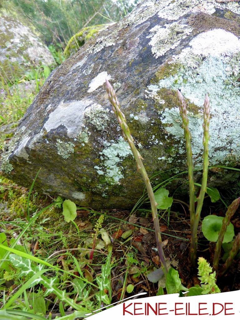 wilder Spargel