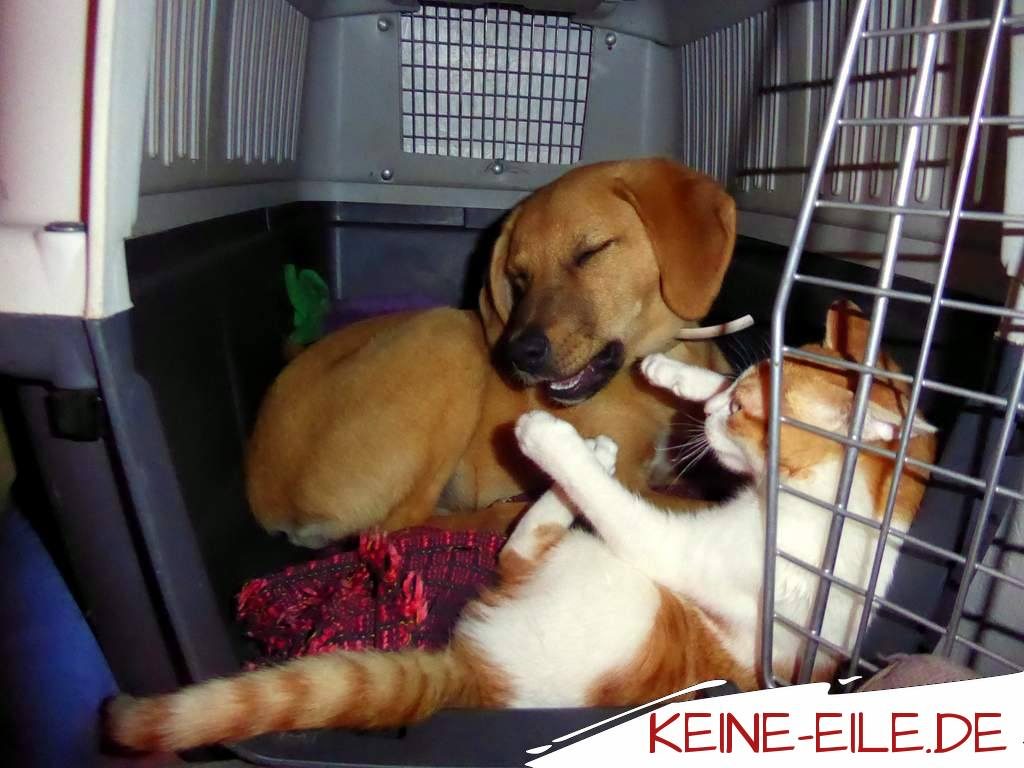 Mera und Kater Katze spielen in der neuen Hundebox