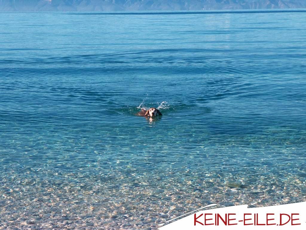 Lucy schwimmt im klaren Wasser der Bucht von Salandi