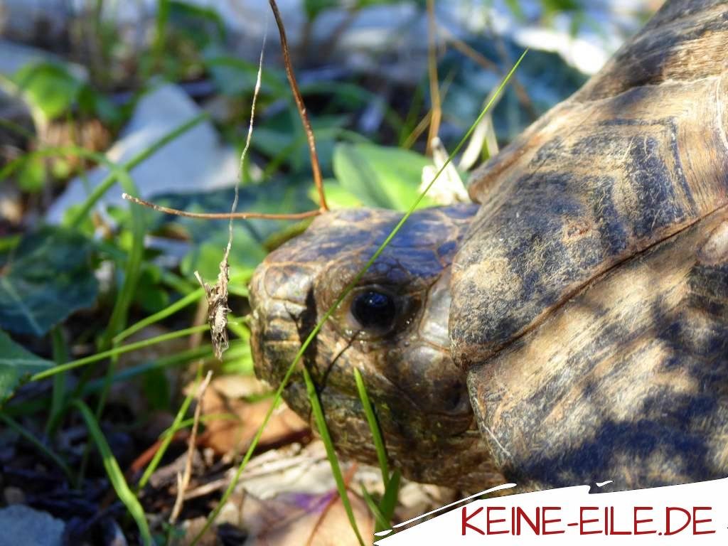 Ein seltener Anblick: Beim Spazierengehen treffen wir eine Schildkröte