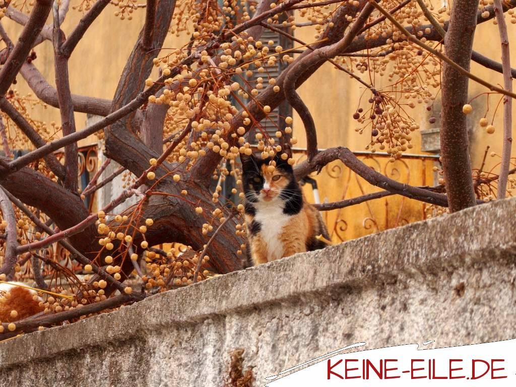 Katze auf einer Mauer in Kranidi