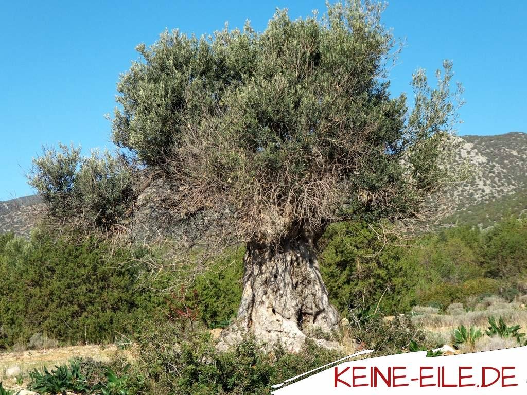 Olivenbaum in Salandi