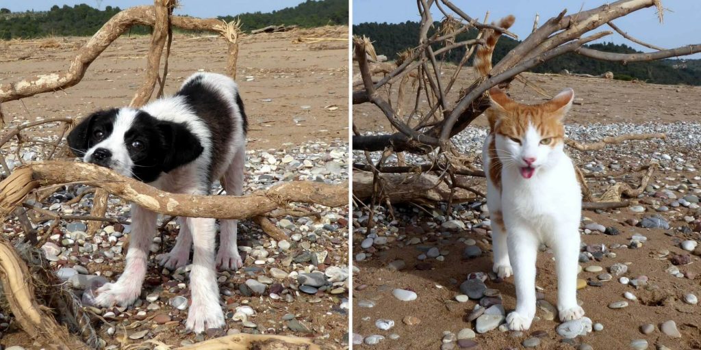 Thea und Katze: Hund und Katze am Strand