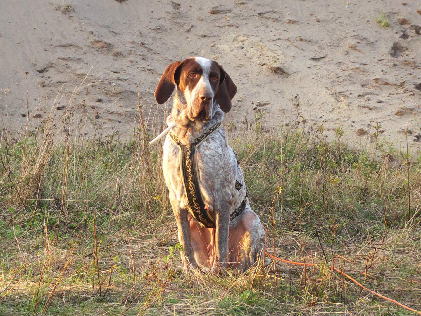 Pflegestelle Hund Greta