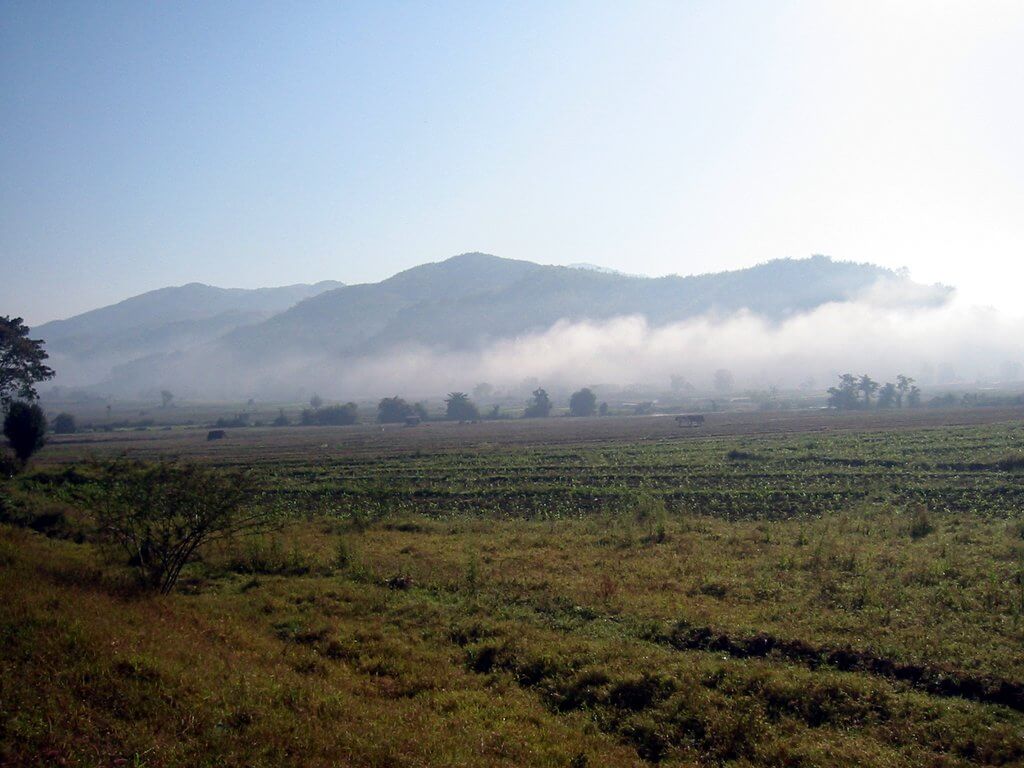 Reisfelder im Nebel bei Mae Chan