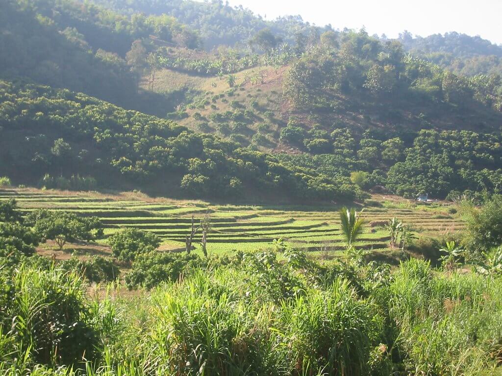 Reisterrassen bei Mae Chan